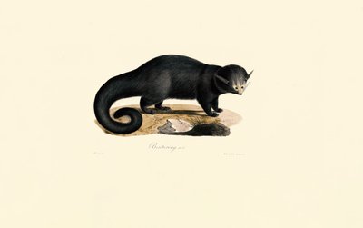 Binturong (Arctictis binturong) od Jacques Christophe Werner