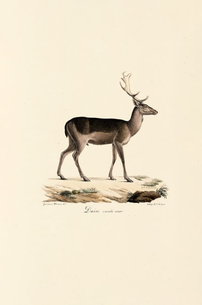 Varianta černého daňka od Jacques Christophe Werner