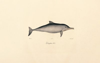 Delfín skákavý (Tursiops truncatus) od Jacques Christophe Werner