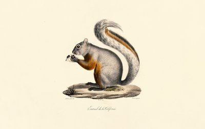 Kalifornský svišť od Jacques Christophe Werner