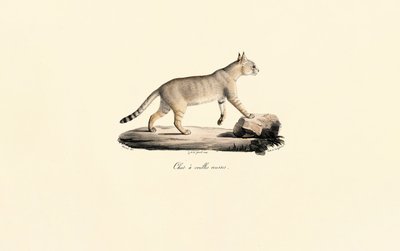 Caracal od Jacques Christophe Werner