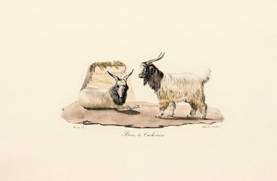 Kašmírová koza od Jacques Christophe Werner