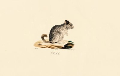 Činčila (Chinchilla) od Jacques Christophe Werner