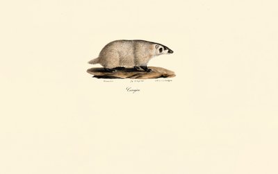 Coati od Jacques Christophe Werner