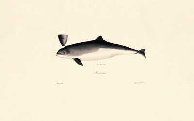 Delfín skákavý od Jacques Christophe Werner