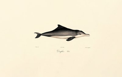 Delfín obecný (Delphinus delphis) od Jacques Christophe Werner