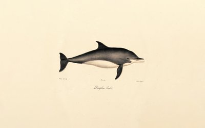 Delfín obecný (Delphinus delphis) od Jacques Christophe Werner