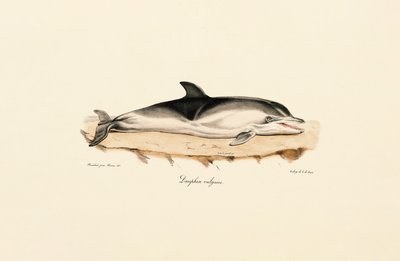 Delfín obecný od Jacques Christophe Werner