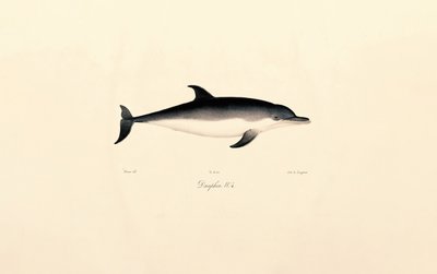 Delfín obecný od Jacques Christophe Werner