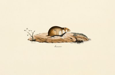 Křeček obecný od Jacques Christophe Werner