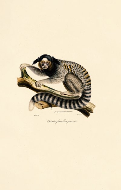 Marmoška obecná (samice) od Jacques Christophe Werner