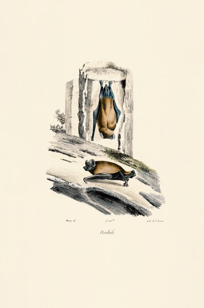 Noctule obecná od Jacques Christophe Werner