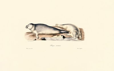 Společná pečeť od Jacques Christophe Werner