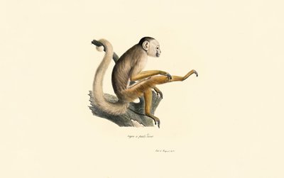 Opice veverka obecná od Jacques Christophe Werner