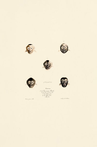 Srovnání tváří různých druhů opic od Jacques Christophe Werner