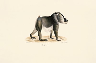 Vrták s bílou hrudí od Jacques Christophe Werner