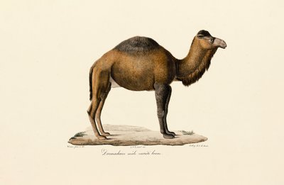 Velbloud dromedár, hnědá odrůda od Jacques Christophe Werner