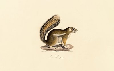 Veverka východní od Jacques Christophe Werner