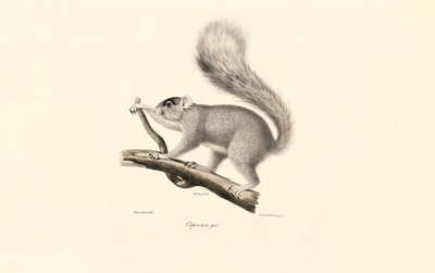 Veverka šedá východní od Jacques Christophe Werner