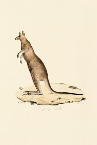 Klokan východní šedý (samice) od Jacques Christophe Werner