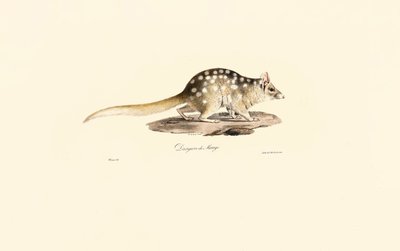 Quoll východní od Jacques Christophe Werner