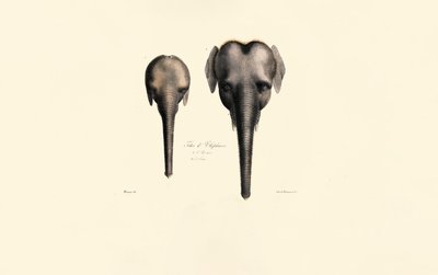 Srovnání sloních hlav od Jacques Christophe Werner