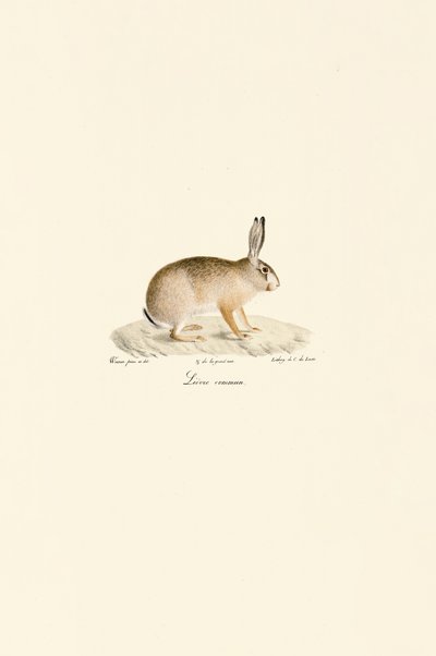 Zajíc evropský od Jacques Christophe Werner