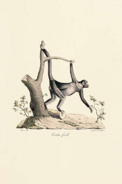 Samice opice černého pavouka od Jacques Christophe Werner