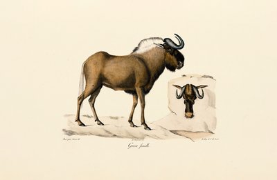 Samice pakoně modrého od Jacques Christophe Werner