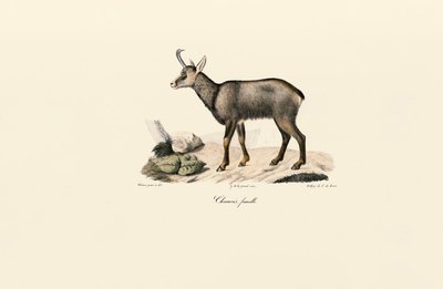 Samice kamzíka horského od Jacques Christophe Werner