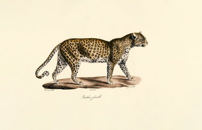 Samice leoparda od Jacques Christophe Werner