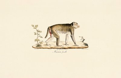 Samice noční opice od Jacques Christophe Werner