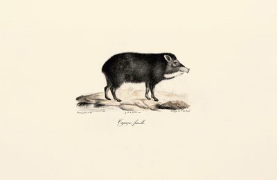 Weibliches Pekari von Jacques Christophe Werner