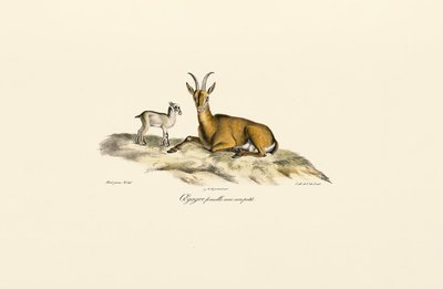 Samice divoké kozy s kůzletem od Jacques Christophe Werner