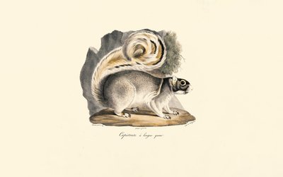 Svišť zlatohlavý od Jacques Christophe Werner