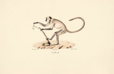 Hanuman Langur šedý od Jacques Christophe Werner