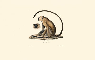 Langur šedý (Old Entelle) od Jacques Christophe Werner