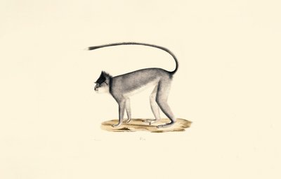 Hanuman Langur od Jacques Christophe Werner