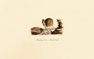 Myš jelení (samice) od Jacques Christophe Werner