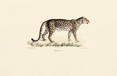 Leopard, samec od Jacques Christophe Werner