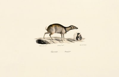 Srnec malý (Tragulus kanchil) od Jacques Christophe Werner