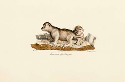 Lvíčata ve věku jednoho dne od Jacques Christophe Werner