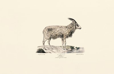 Koza dlouhosrstá od Jacques Christophe Werner