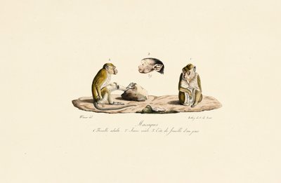 Makakové v různých věkových stadiích od Jacques Christophe Werner