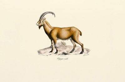 Samec divoké kozy od Jacques Christophe Werner
