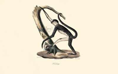 Guereza plášťová od Jacques Christophe Werner