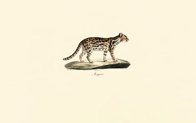 Margay od Jacques Christophe Werner
