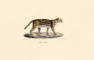 Margay Cat od Jacques Christophe Werner