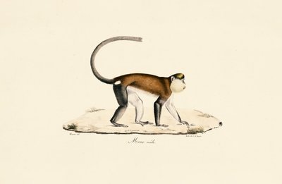 Mona Monkey od Jacques Christophe Werner