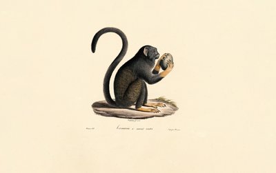 Mona Monkey s ovocem od Jacques Christophe Werner